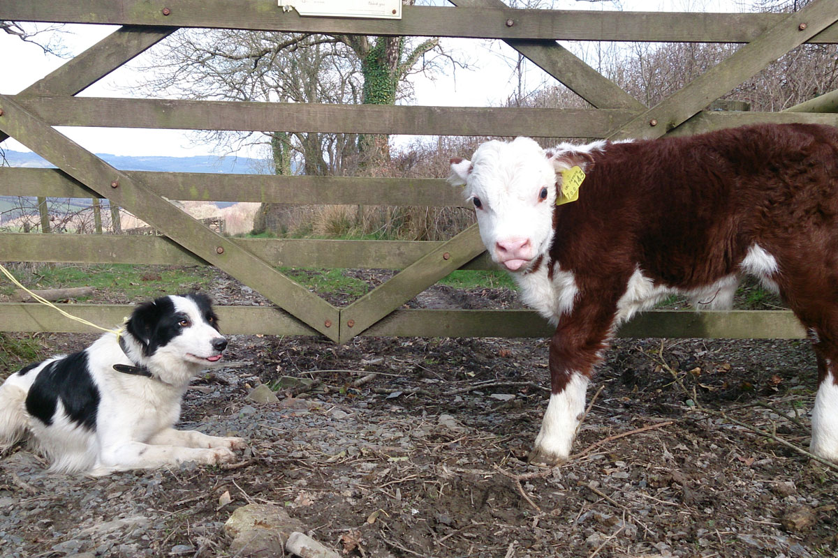 dog and calf