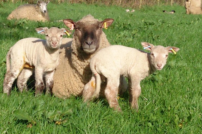 Treberfedd Farm Sheep
