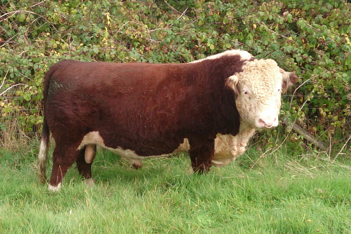 Traditional Hereford Bull