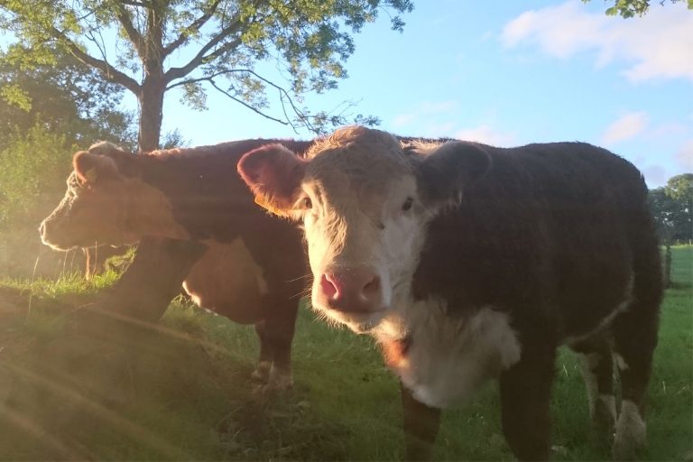 Treberfedd Farm Hereford Cattle