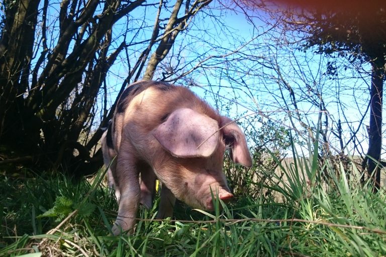 Treberfedd Farm Pigs