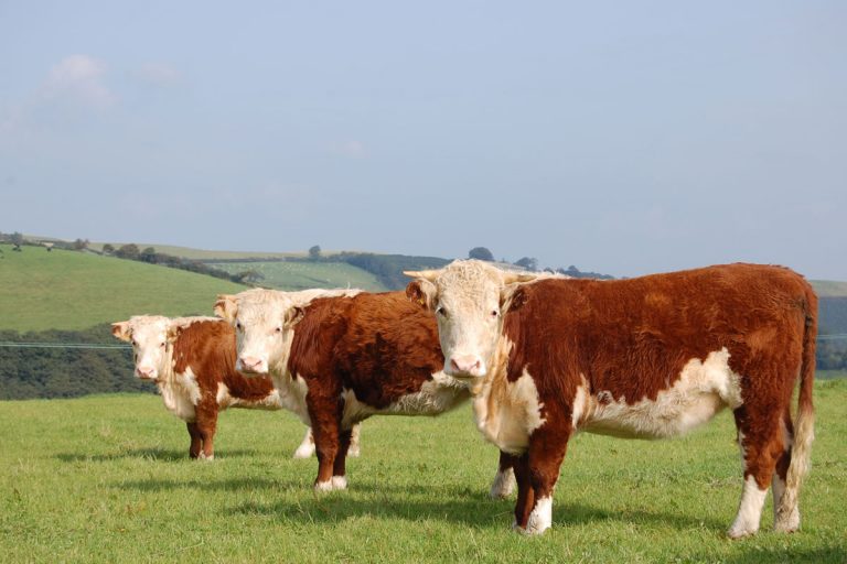 Traditional Hereford