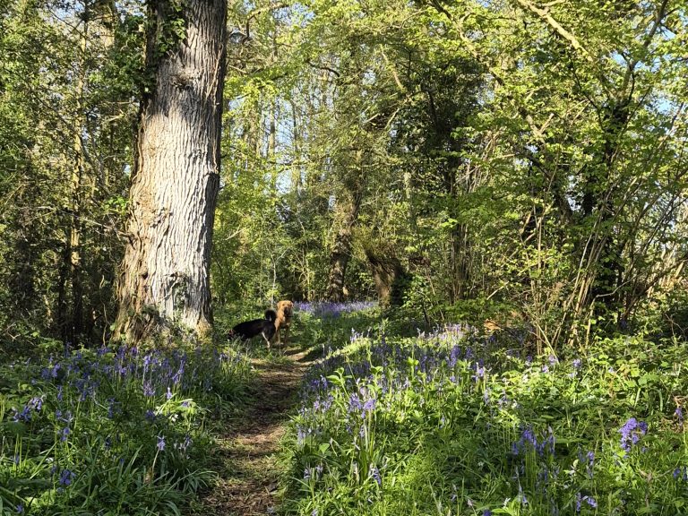 Springtime at Treberfedd